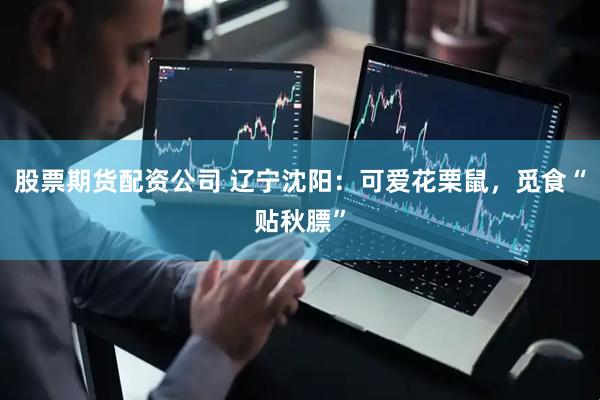 股票期货配资公司 辽宁沈阳：可爱花栗鼠，觅食“贴秋膘”